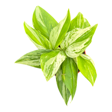 Scindapsus Moonlight Variegata Albo