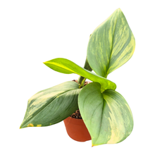 Scindapsus Moonlight Variegata Yellow