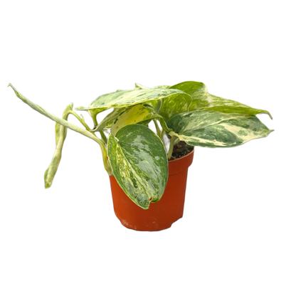 Scindapsus Peasun Variegata