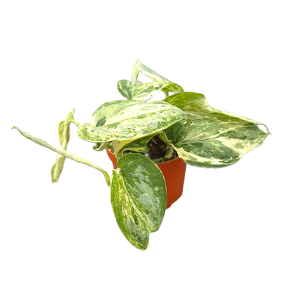 Scindapsus Peasun Variegata
