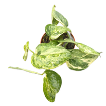 Scindapsus Peasun Variegata