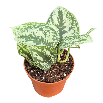 Scindapsus Shimmering Silver