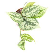 Scindapsus Shimmering Silver