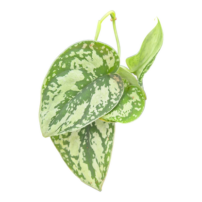 Scindapsus Shimmering Silver