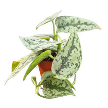 Scindapsus Silver Lady