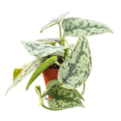 Scindapsus Silver Lady