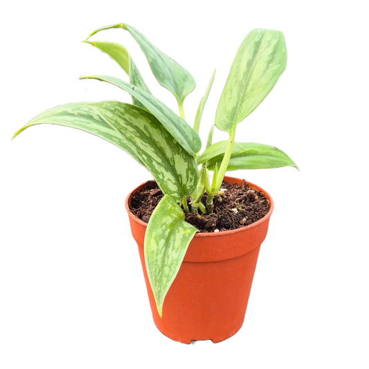 Scindapsus Stabilo Green Arrow