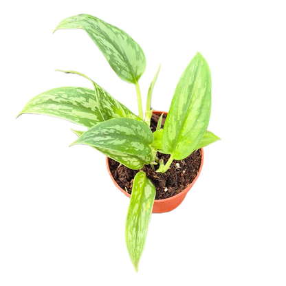 Scindapsus Stabilo Green Arrow