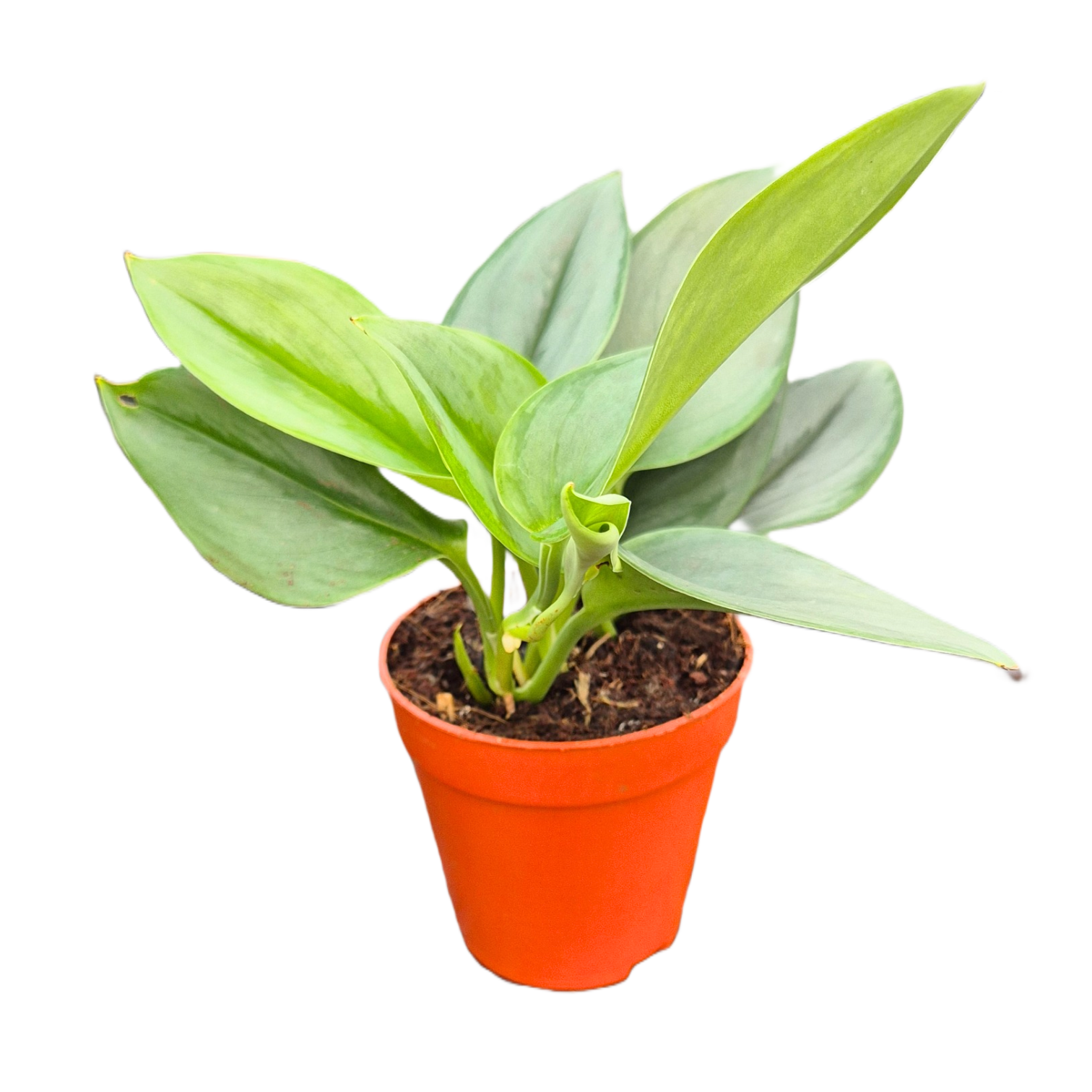 philodendron treubii moonlight Scindapsus Treubii Moonlight