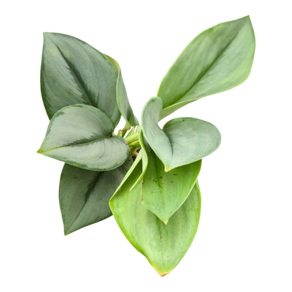 Scindapsus Treubii Moonlight