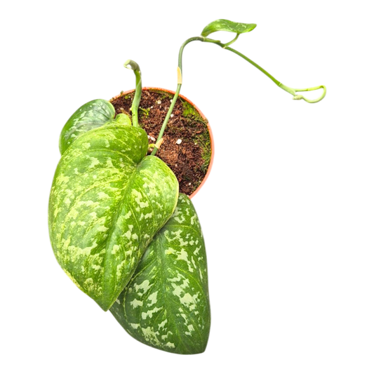 Scindapsus Argyraeus Mint