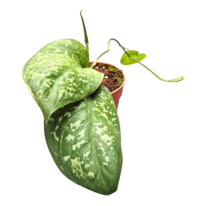 Scindapsus Argyraeus Mint