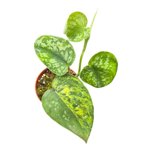 Scindapsus Argyraeus Variegata