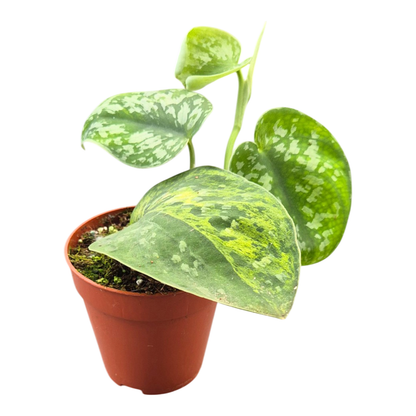 Scindapsus Argyraeus Variegata