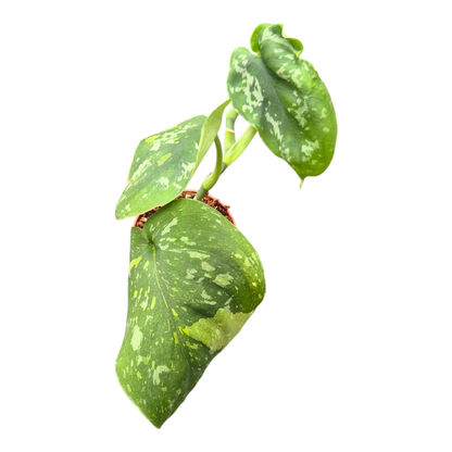 Scindapsus Baticon