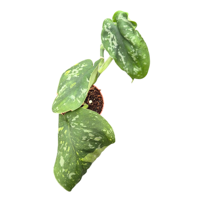 Scindapsus Baticon