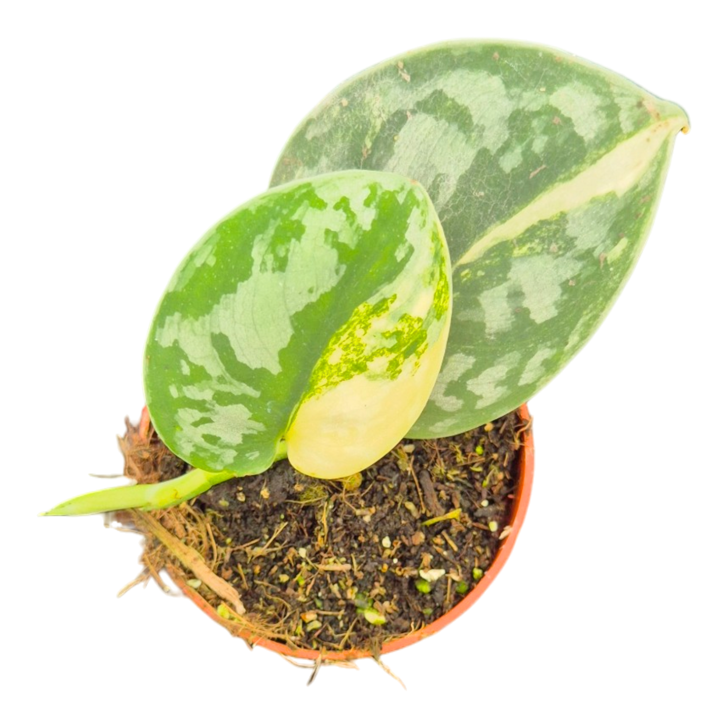 Scindapsus Bukadapati
