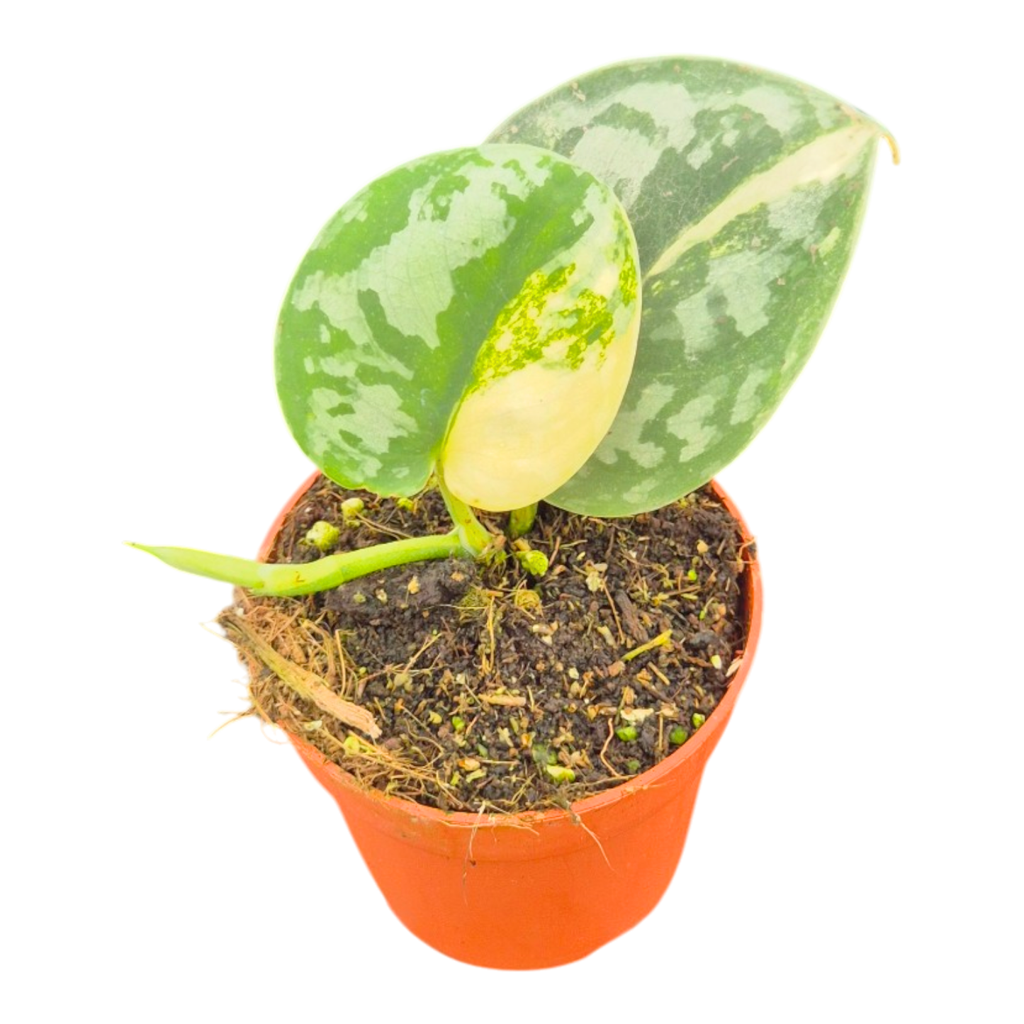 Scindapsus Bukadapati