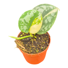 Scindapsus Bukadapati