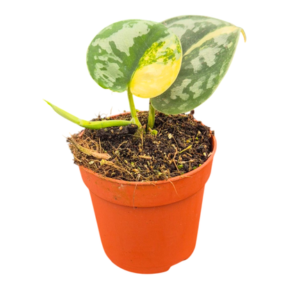 Scindapsus Bukadapati
