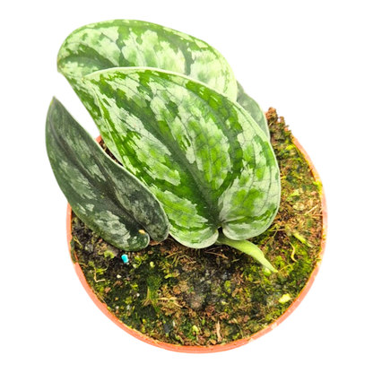 Scindapsus Dark Princess