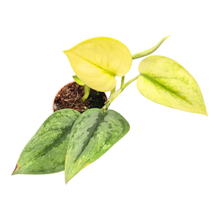 Scindapsus Dark Silver Cloud Variegata