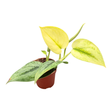 Scindapsus Dark Silver Cloud Variegata