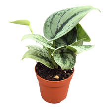 Scindapsus Green Anaconda