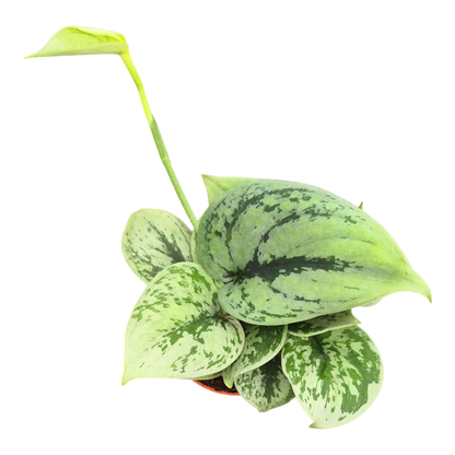 Scindapsus Grüne Anakonda