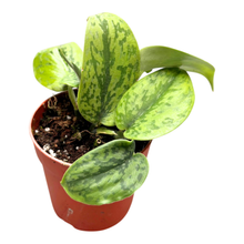 Scindapsus Green Army