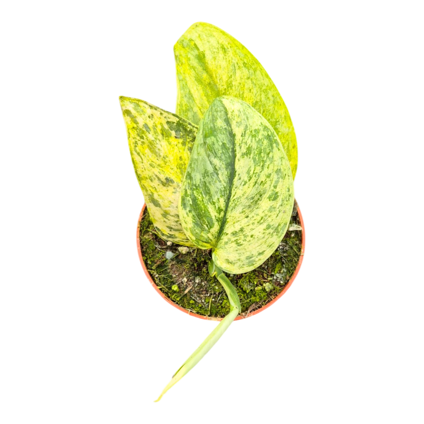 哈利穆恩吊蘭