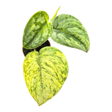 Scindapsus Hologram