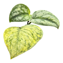 Scindapsus Hologram