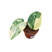 Scindapsus Jade Satin