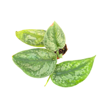 Scindapsus Macaro