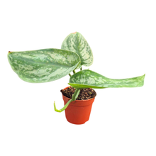 Scindapsus Macaro