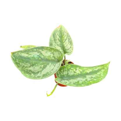 Scindapsus Macaro