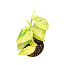 Scindapsus Marble Queen