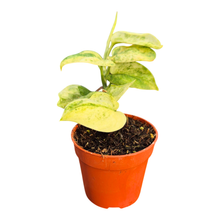 Scindapsus Marble Queen