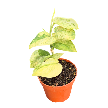 Scindapsus Marble Queen