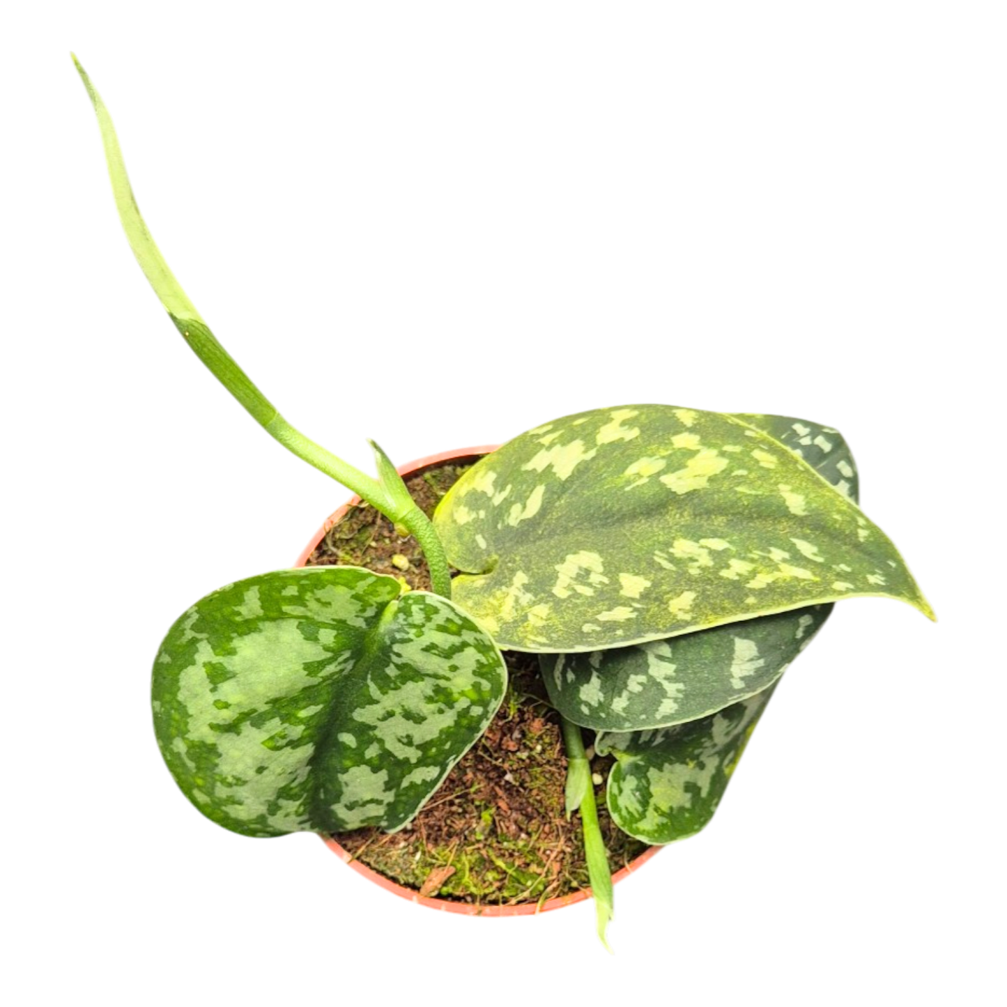 Scindapsus Mayari Groen