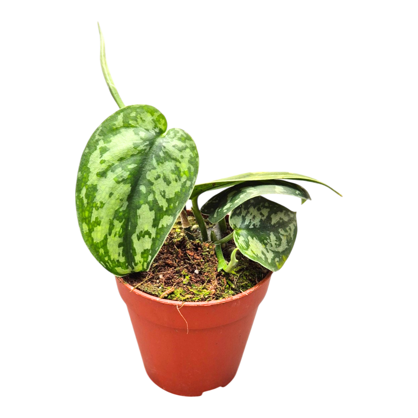 Scindapsus Mayari Groen