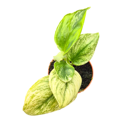 Scindapsus Moonlight Variegata