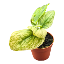 Scindapsus Moonlight Variegata