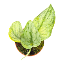 Scindapsus Silver Hero Variegata