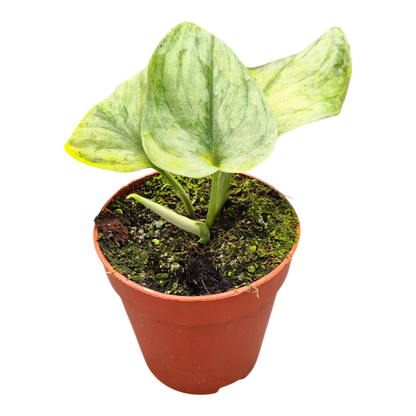 Scindapsus Silver Hero Variegata