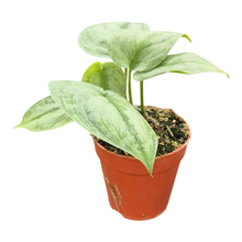 Scindapsus Silver Hero Variegata