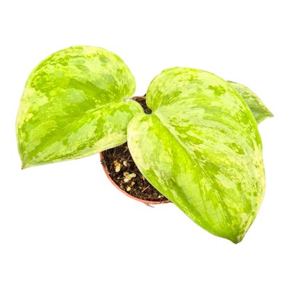 Scindapsus Silver Knight King