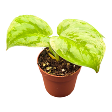 Scindapsus Silver Knight King