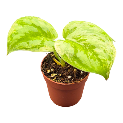 Scindapsus Silver Knight King